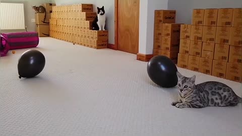 Bengal Kitten Adorably Plays With Balloon