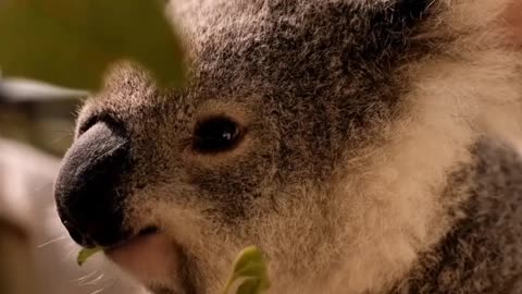 Koalas In A tree