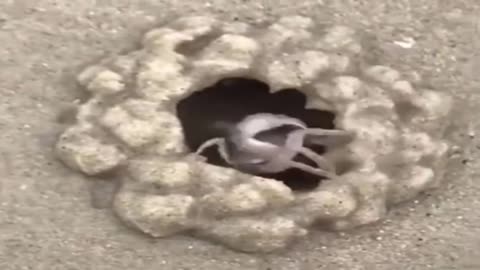 A Crab Digs a Hole in the Sand and Hides on a Beach.