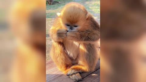 Golden snub-nosed monkey begging for food