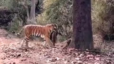 Tiger live hunting in pench national park india