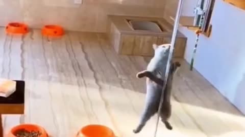 Funny Animals Compilation #shorts.Best of the 2021 funny animal videos. Shorten Sweet Videos.