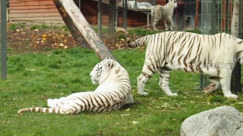 Bengal tiger