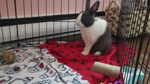 Woman stops putting her rabbit in cage. Here's the first thing he did to her.