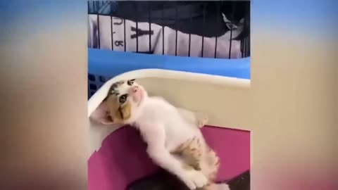 FUNNY CAT PART - 2