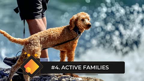 7 Reasons You Should NOT Get a Standard Poodle