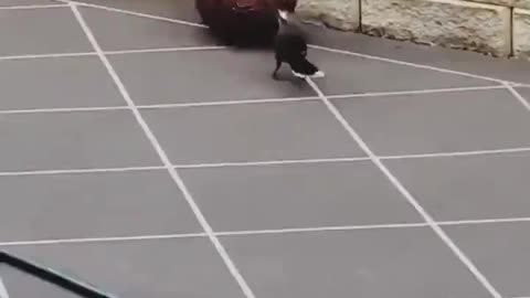 Bird playing with a ball..🐦🏀😍