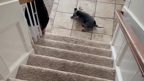 This Puppy Is Still Getting Used to Stairs