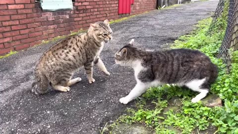 Two cats fighting and belting out high-pitched singing