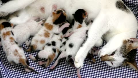 Newborn kittens feeding on mother