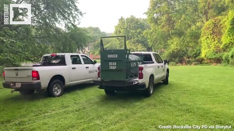 A BAD NEWS BEAR! Authorities Catch & Release Black Bear After Going on Beehive Rampage