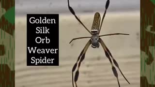 Golden Silk Orb Weaver Spider