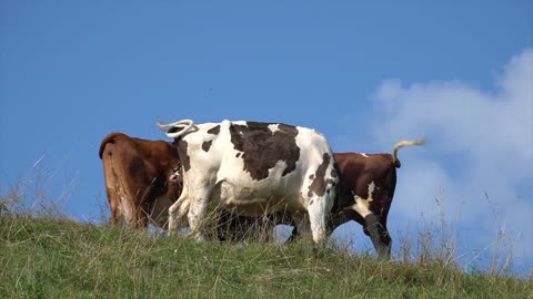 Difference between dewormers for cattle