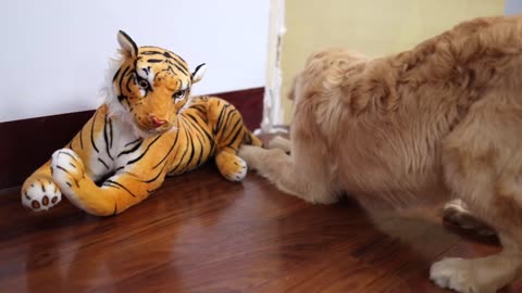 Golden Retriever encounters a scary tiger while eating snacks