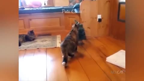 Cats reaction