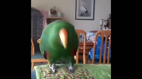 Tiny parrots possesed by devil parrot may be are you ? Parrots Have Fun.