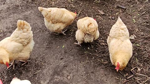 OMC! Peck & Scratch Bonus Video! Brownie, Whitey, and friends! #chickens #shorts #brownie #whitey