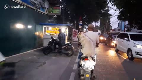 Cool dog wearing sunglasses rides pillion with her owner in Indonesia