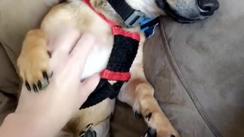 Blond dog wearing harness gets belly scratched on tan couch