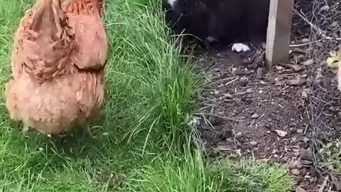 Cat vs chicken