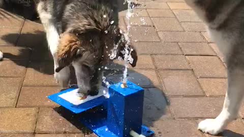 Dogs Use Teamwork For Drink of Water