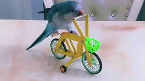 SUPER CUTE PARROT