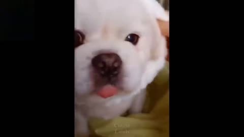 Cute cat dog animal funny videos new videos of kids animals lover