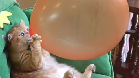 Funny cat bursting balloon