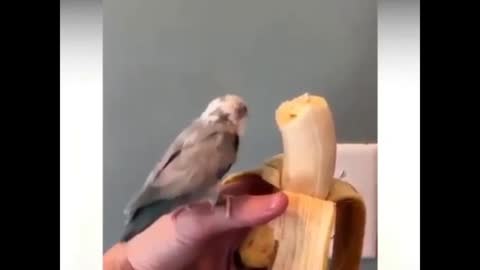 Cute Birds and Funny Animals Compilation