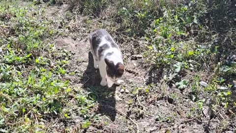 Cute cat walking in the yard. Relaxing cat video