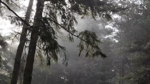 Trees in the misty forest