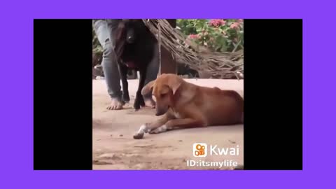 TOP FUNNY BLACK DOG´S VIDEOS