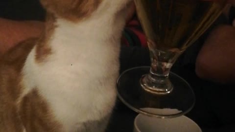 He is a little drunk kitten