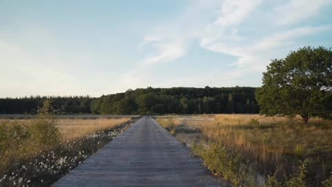 The ancient plank road