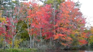 Autumn Foliage