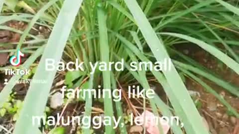 Farming at the backyard