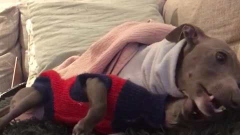 Grey dog in red shirt biting on grey dog with blue shirts face