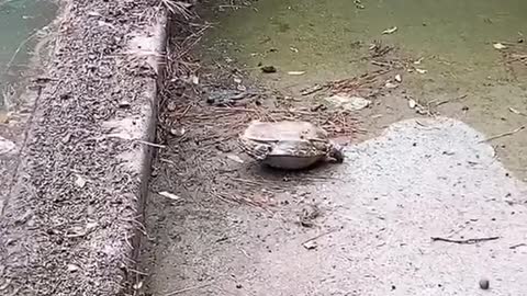 Woman Saves Upside Down Turtle