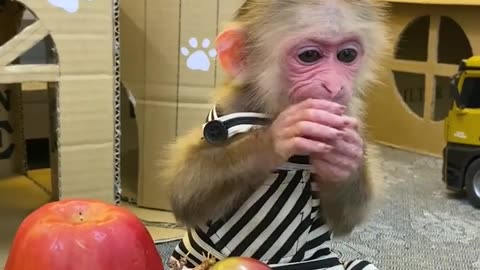 monkey vs fruit enjoymoment. very funny video