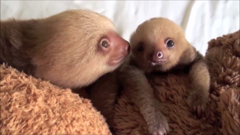 Cuteness overload! Baby Sloth exploring the world