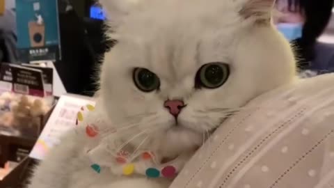 #The_Loveliest_Animals cute cat,cat videos,cat reaction,cat react,cat,cats,cute cats video, #cutecat