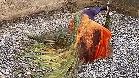 Peacock meeting for breeding