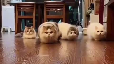 Cute Cats