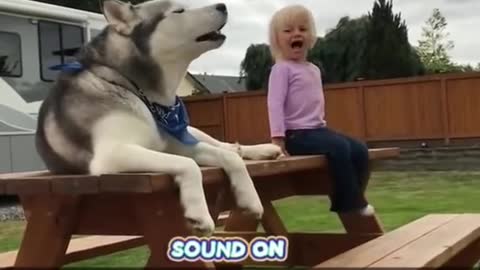 Ultimate Husky Compilation Cute Funny Huskies of TikTok