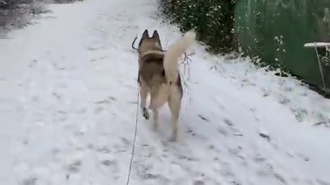 My dog found a stick on a ground