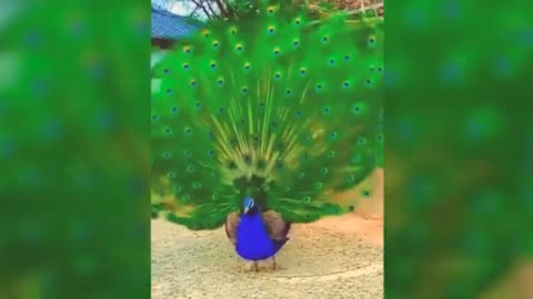 Beautiful peacock