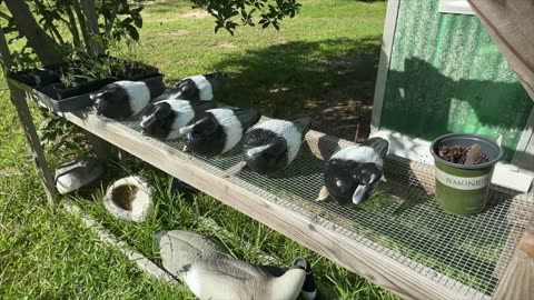 Transforming Mallard Decoys into Blue Bills and Ringneck Decoys