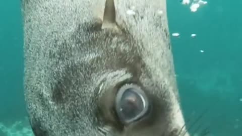 Sealion checking the scuba divers camera