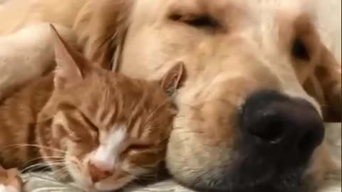 cat and dog freindship