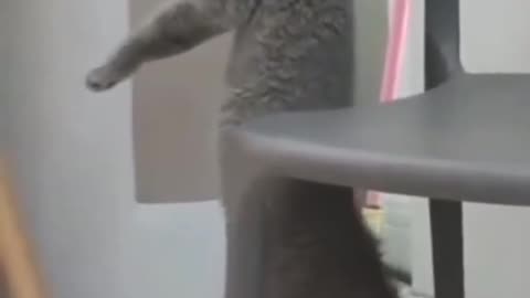 Naughty cat hanging on table.🤨🤨